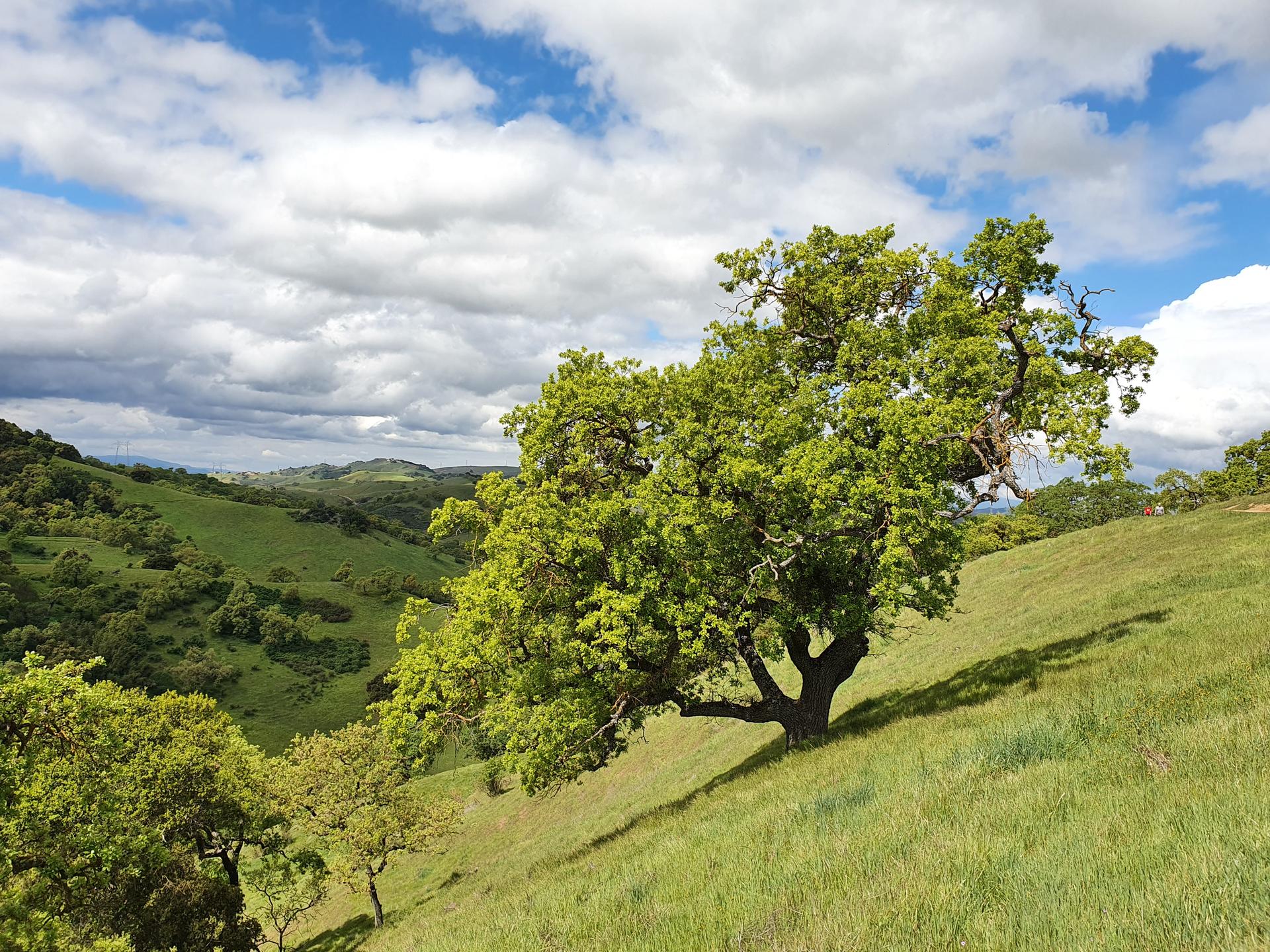 A large, leafy tree stands on a steep green hillside under a cloudy sky.