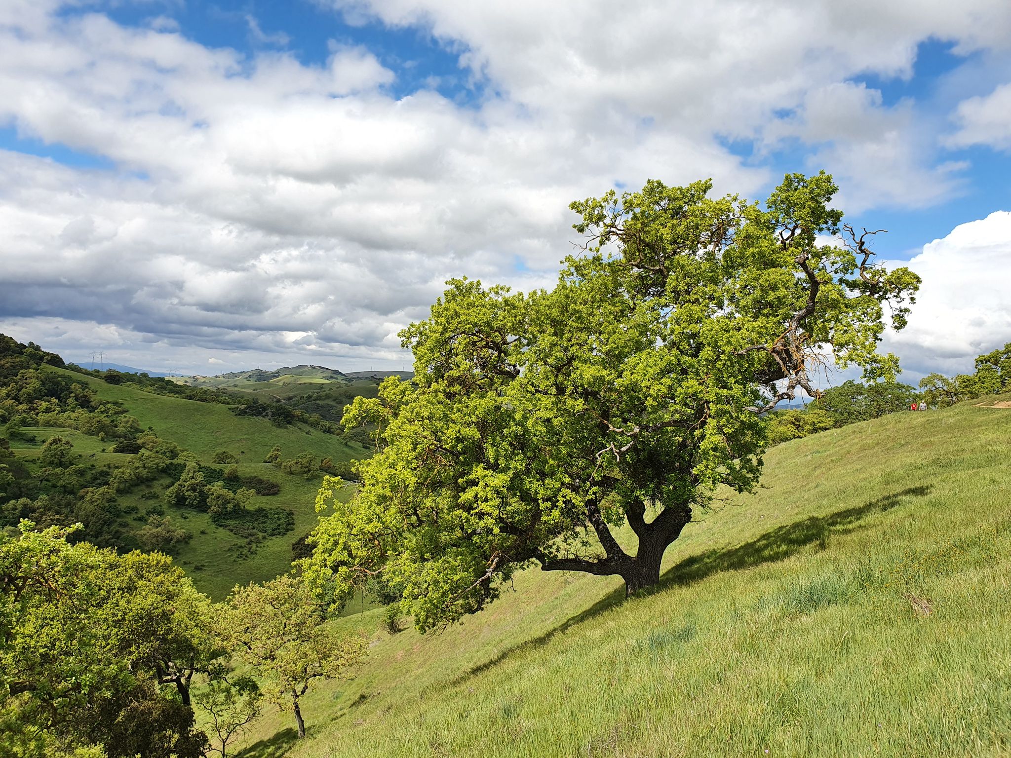 A large, leafy tree stands on a steep green hillside under a cloudy sky. - Arrowhead Loop Trail