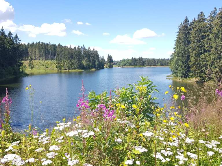 Bärenbrucher Teich (HWN 137) Wanderungen und Rundwege komoot