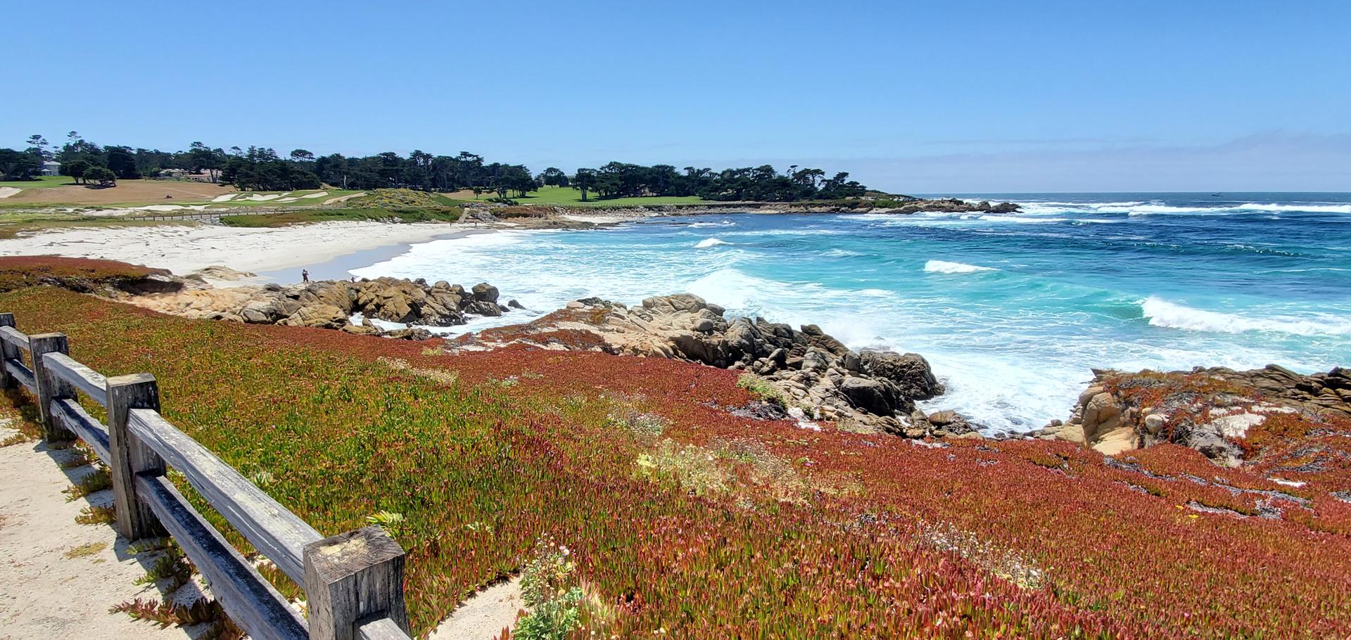 Bright sunny day over a vibrant blue ocean with waves and colorful coastal plants.