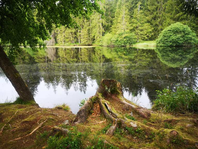 Ochsenbacher Teich Routes for Walking and Hiking Komoot