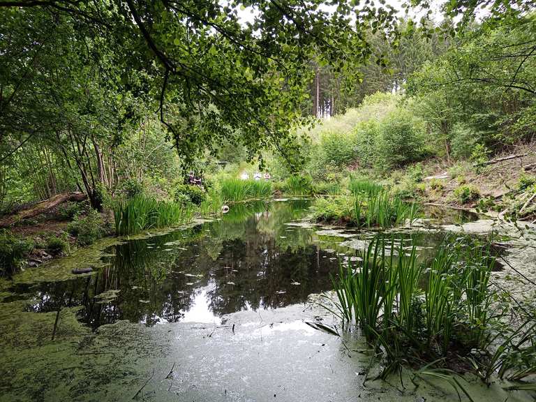 Schöner Teich im Wald Wanderungen und Rundwege komoot