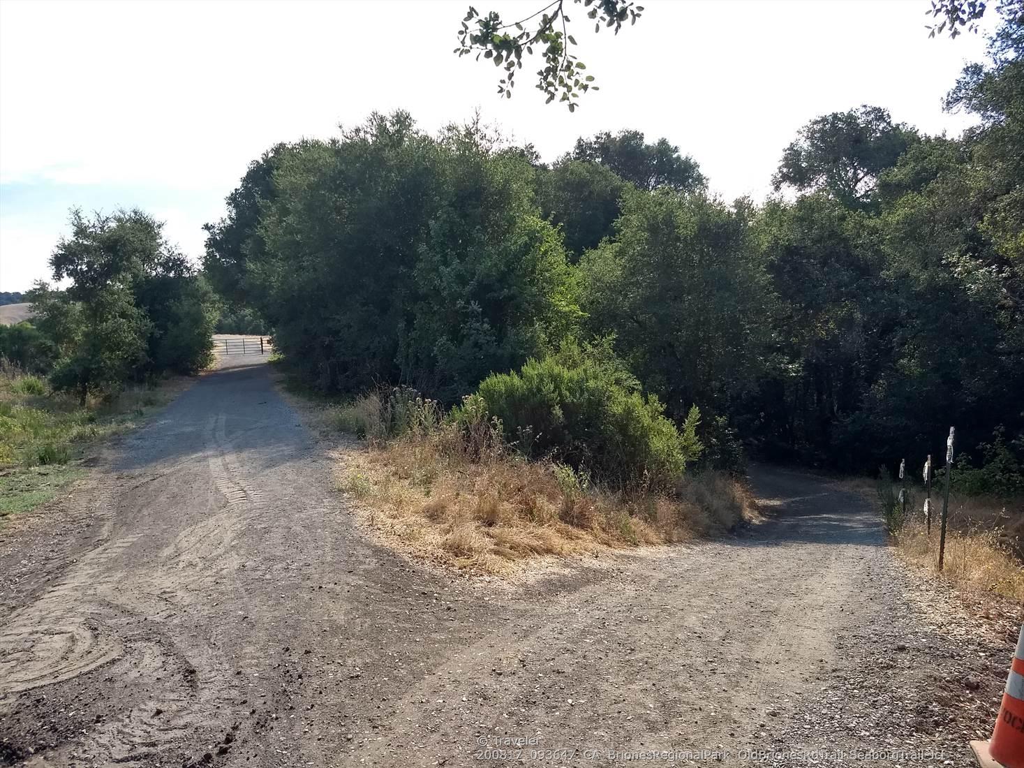 A fork in a dirt road surrounded by green trees on a sunny day.