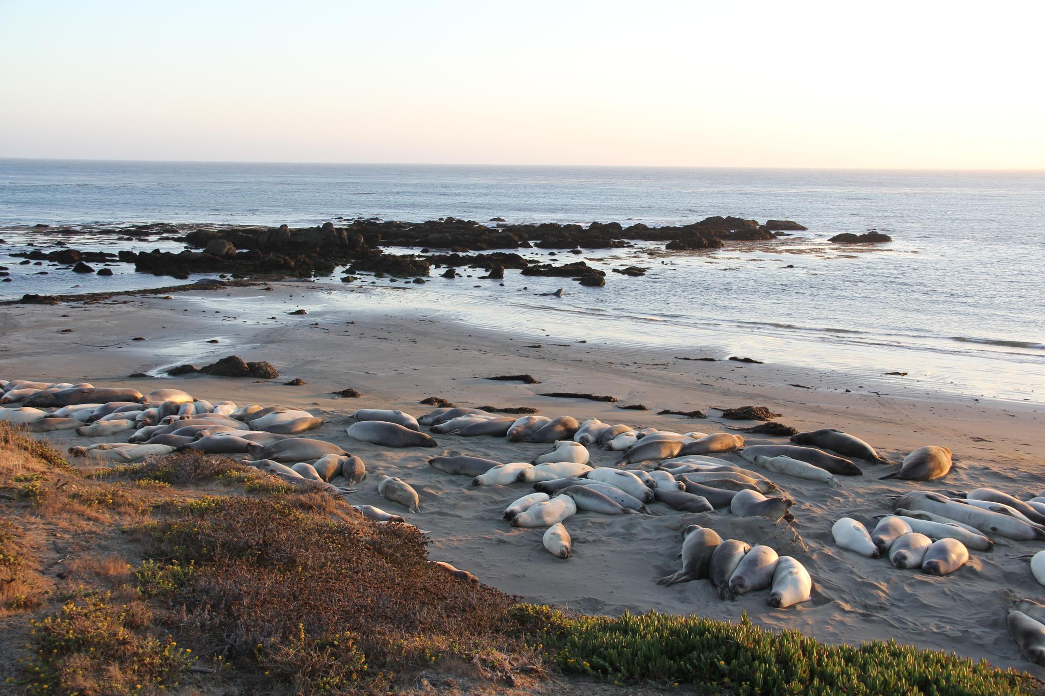 Numerous seals resting on a sandy beach at sunset, with ocean and rocks.
