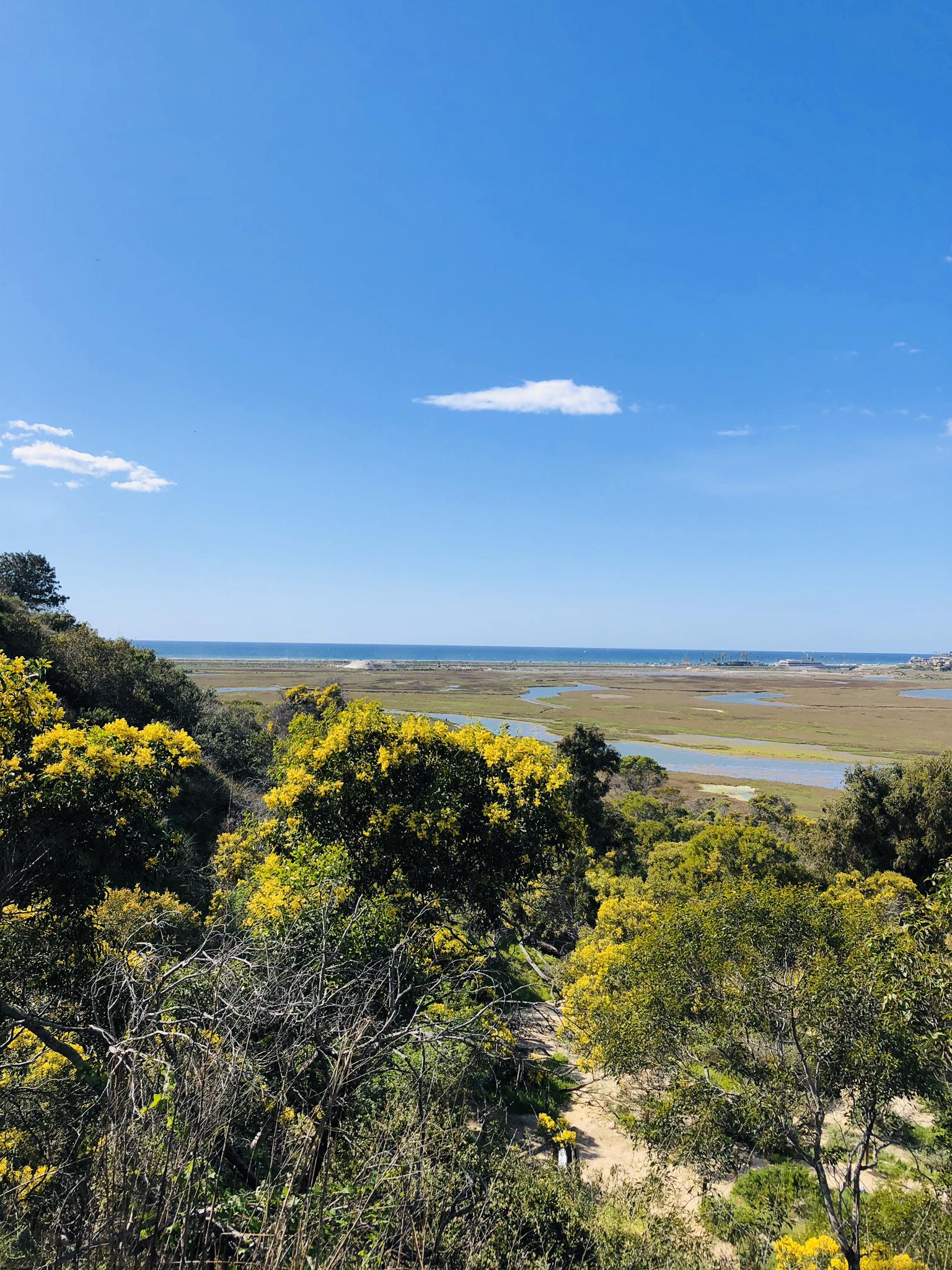 Overlook of a wetland estuary with green and yellow bushes, sunny day.