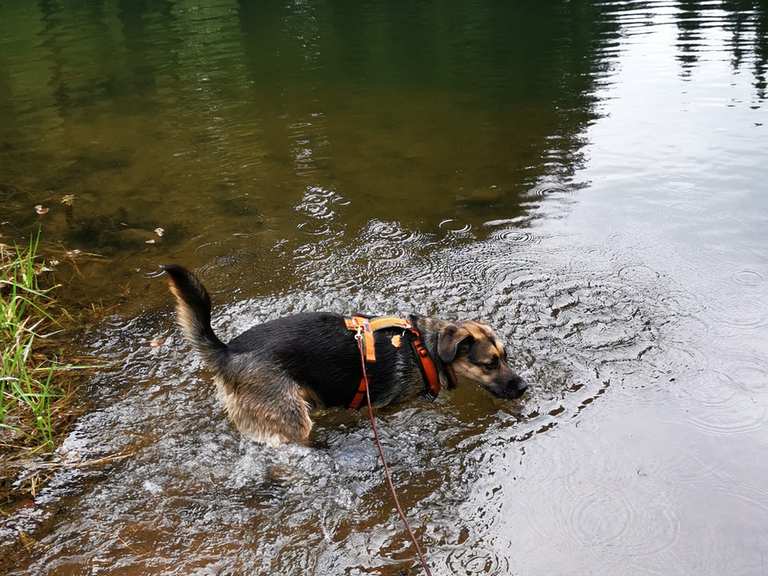 Breitengrunder Teich Wanderungen und Rundwege komoot