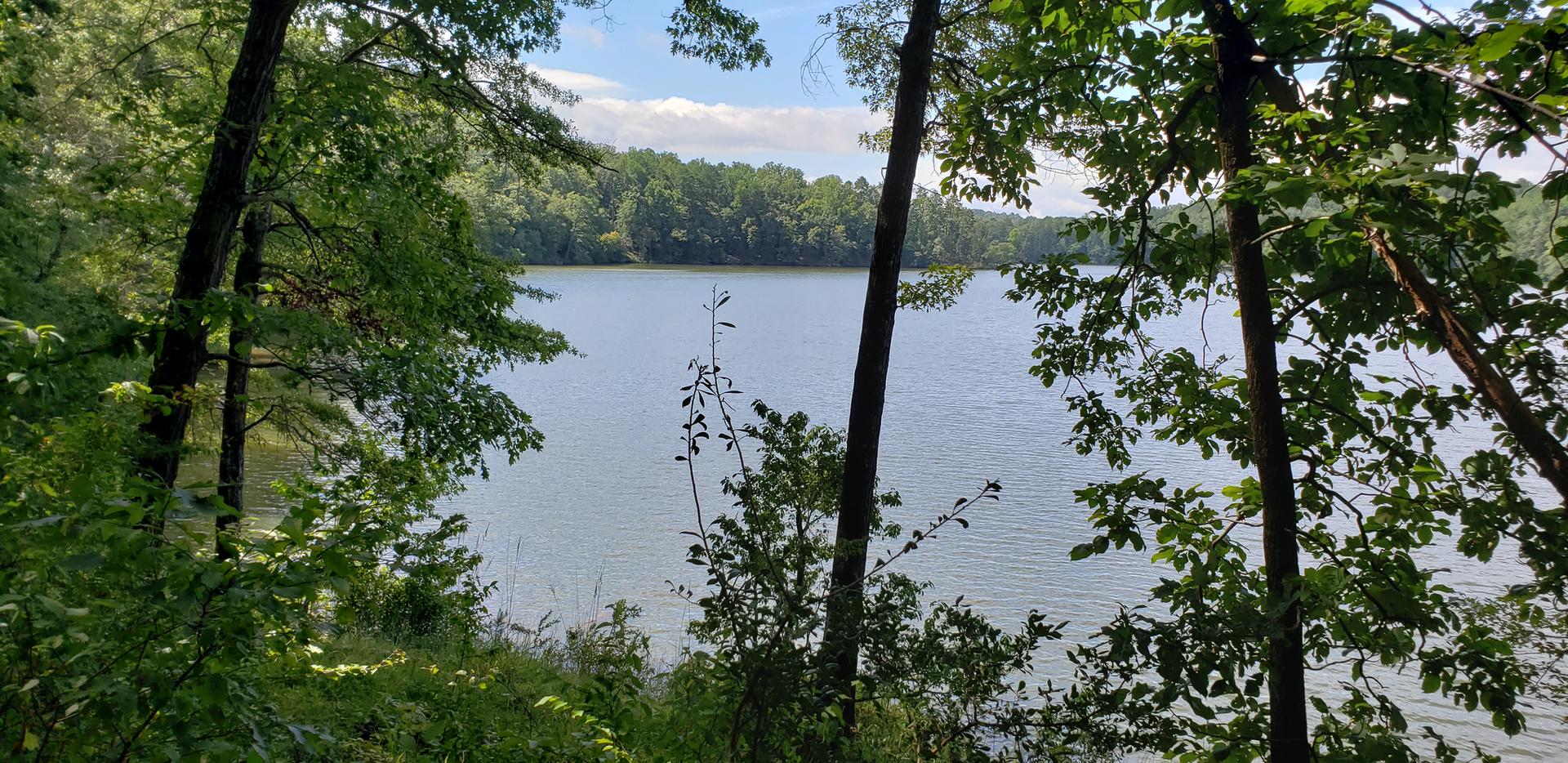 Sunny view of a wide lake through green summer foliage.