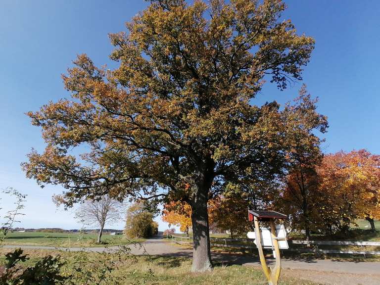 Friedenseiche Heidelbachtal Runde von Drebach Wanderung Komoot