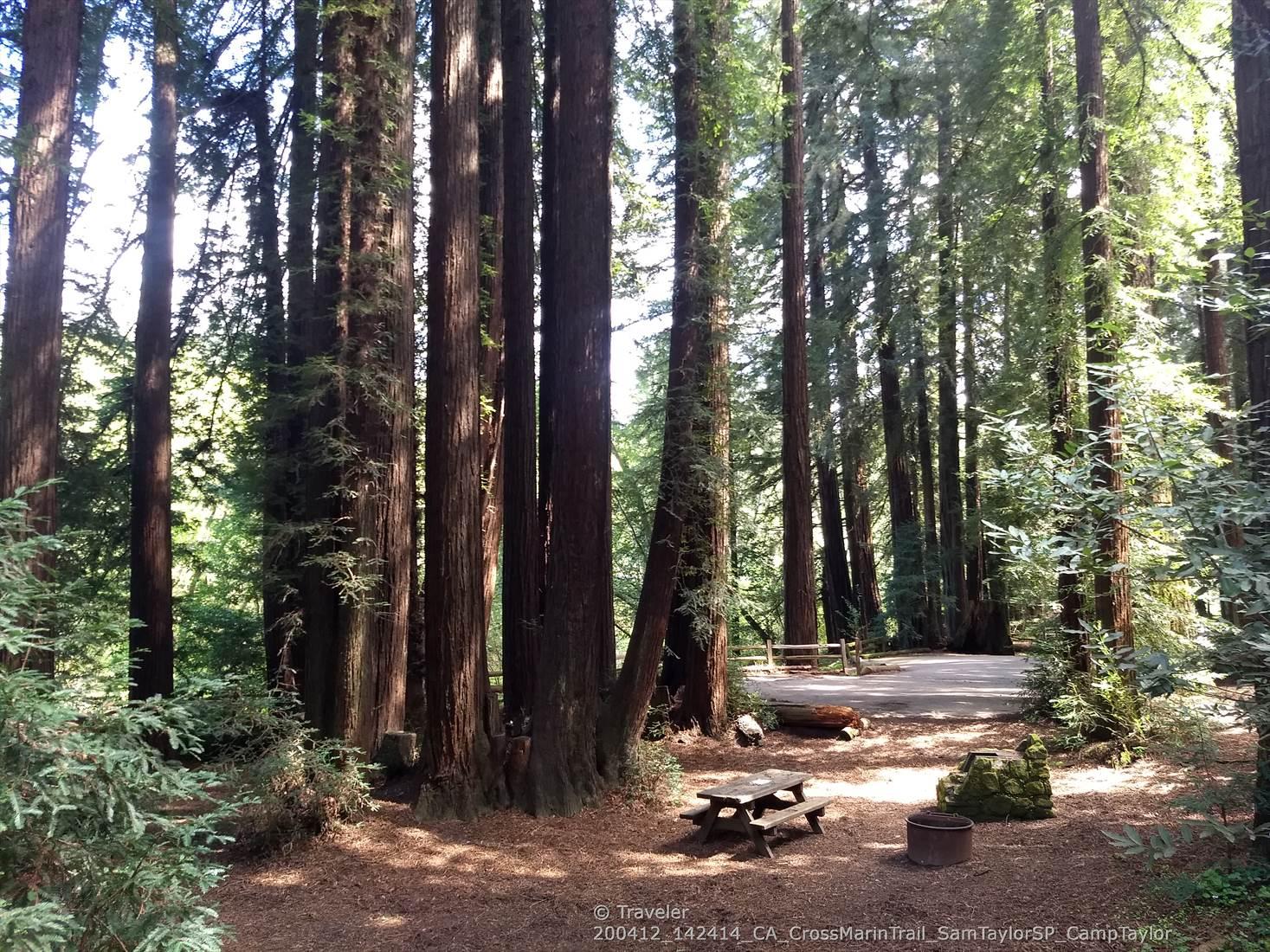 Tall redwood trees surround a sunlit campsite with a picnic table and platform.
