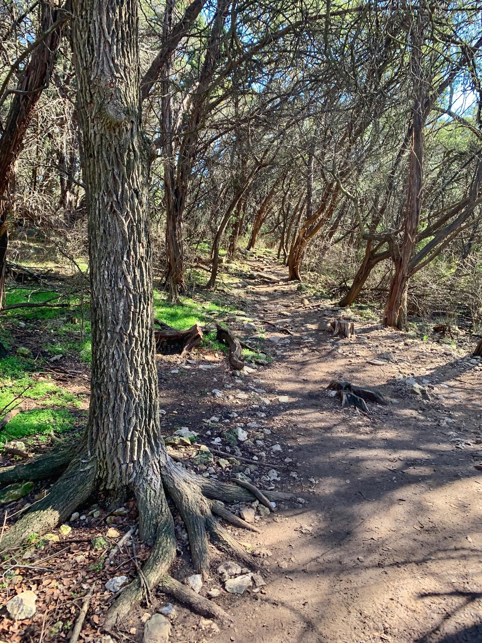 A dirt path winding uphill through a sun-dappled forest.