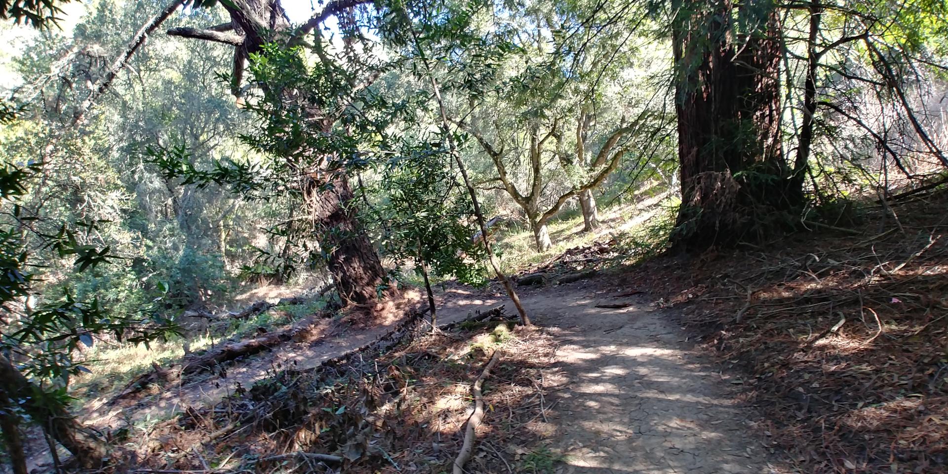 Dappled sunlight illuminates a winding dirt path through a dense forest.