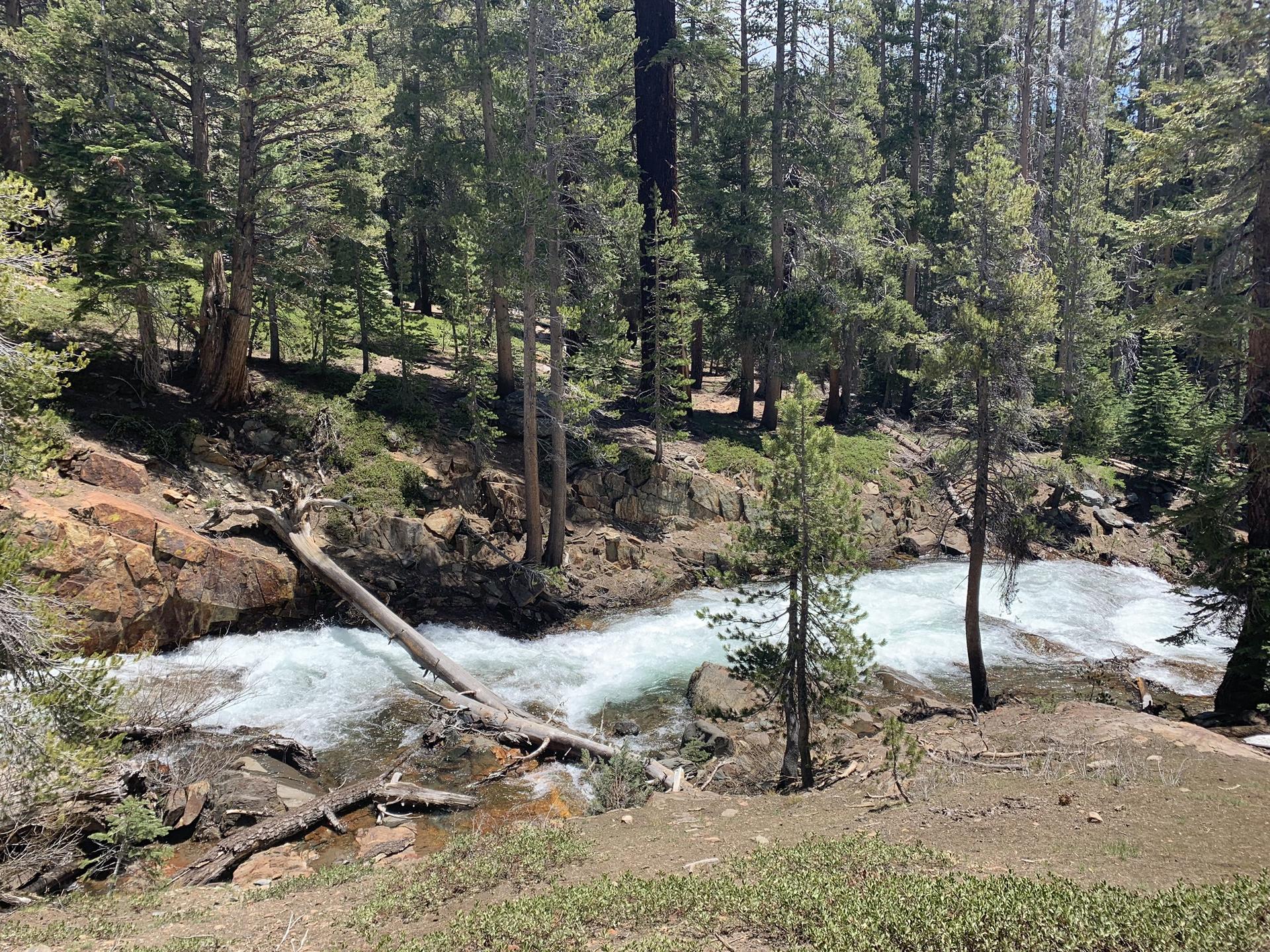 A rushing river flows through a pine forest with a fallen log.