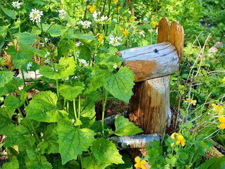 Der verwunschene Garten Syke, Diepholz RadtourenTipps