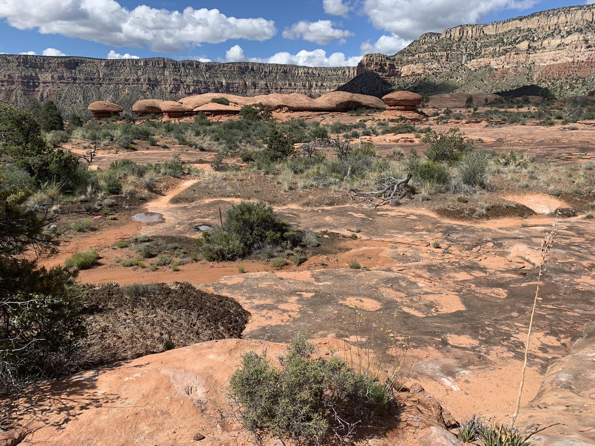 Desert landscape with red rock formations, sparse brush, and distant cliffs under a cloudy sky.