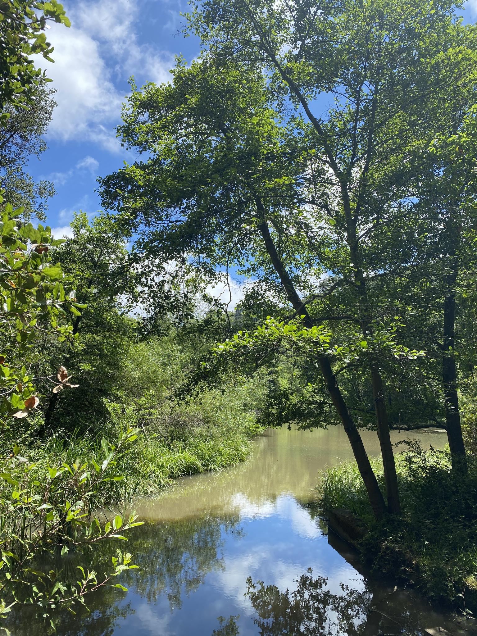 Sunny river winding through dense green forest with sky reflections.