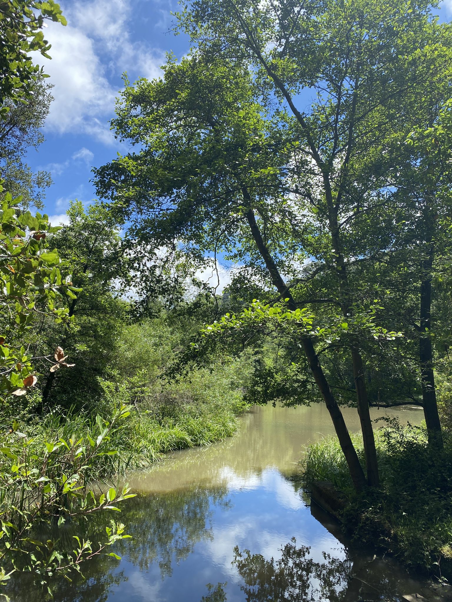 Sunny river winding through dense green forest with sky reflections. - Tilden Regional Park – Jewel Lake loop from Redwood Valley Railway