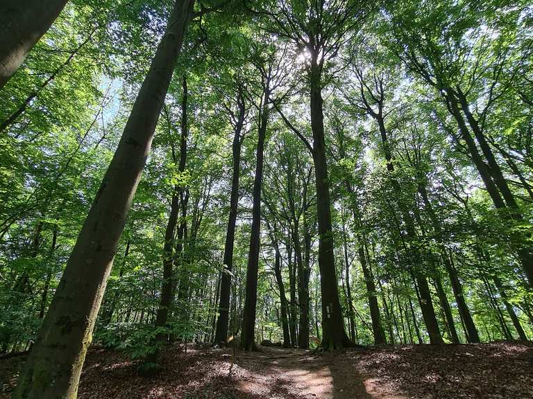 Gotzenstein Odenwald R Morlenbach Bergstrasse Hiking Tips Photos Komoot