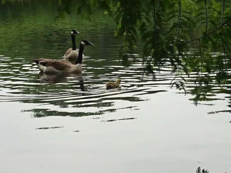 Ibrüggers Teich Wanderungen und Rundwege komoot