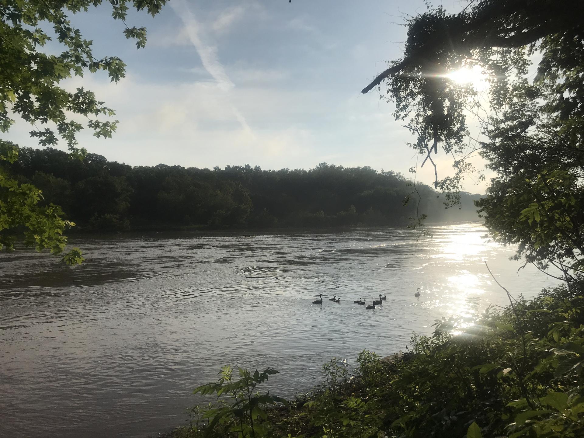 Sunny river scene with geese swimming, framed by green foliage.