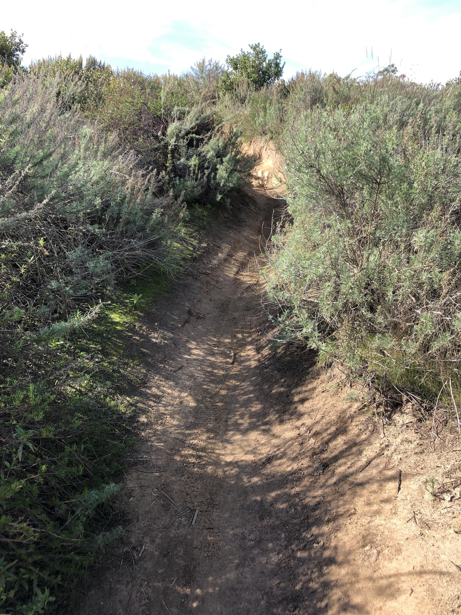 Narrow, winding dirt path through dense green and brown bushes.