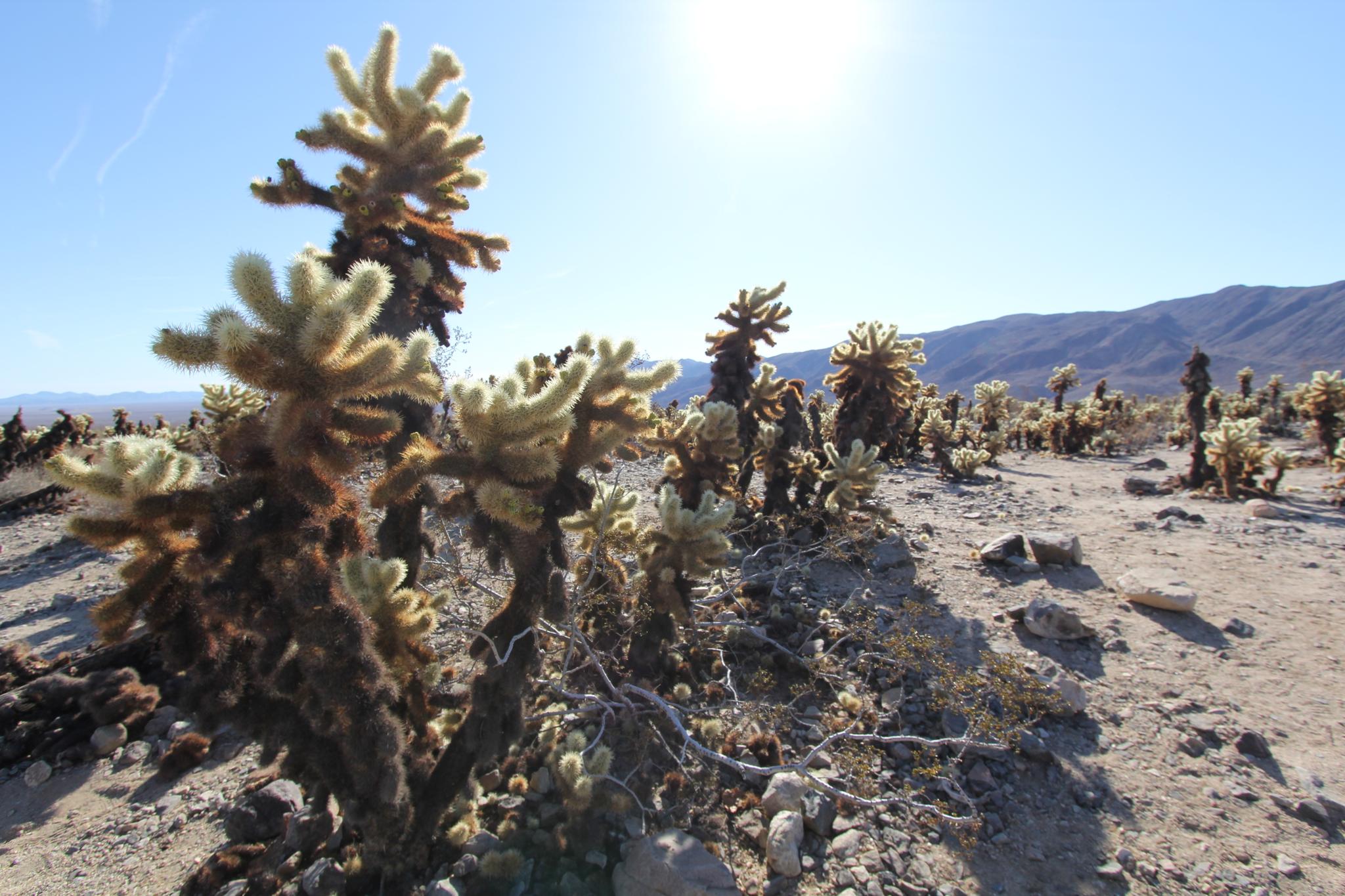 Close-up of cholla cacti in a sunny desert landscape with bright sky.