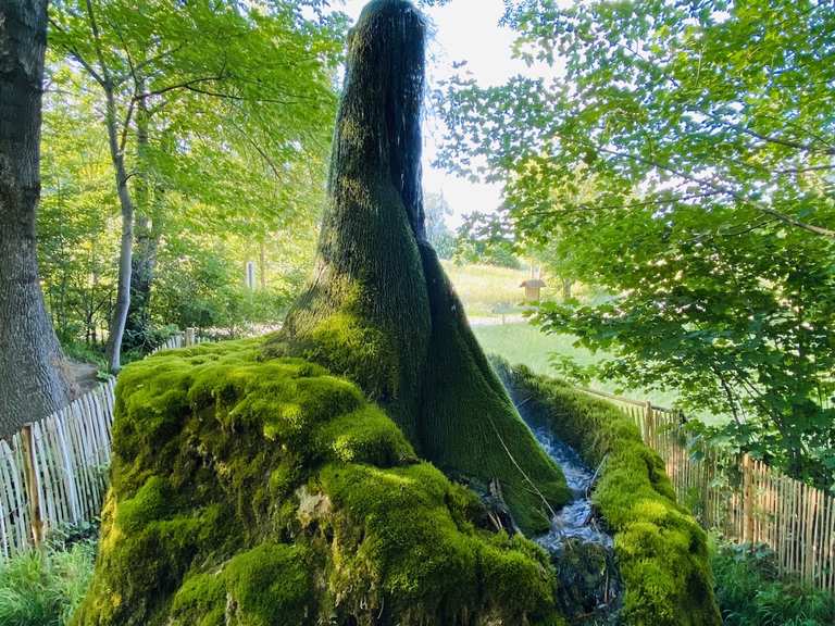 Wasserbaum - Mosterei Ockensen Runde von Zum Wasserbaum ...