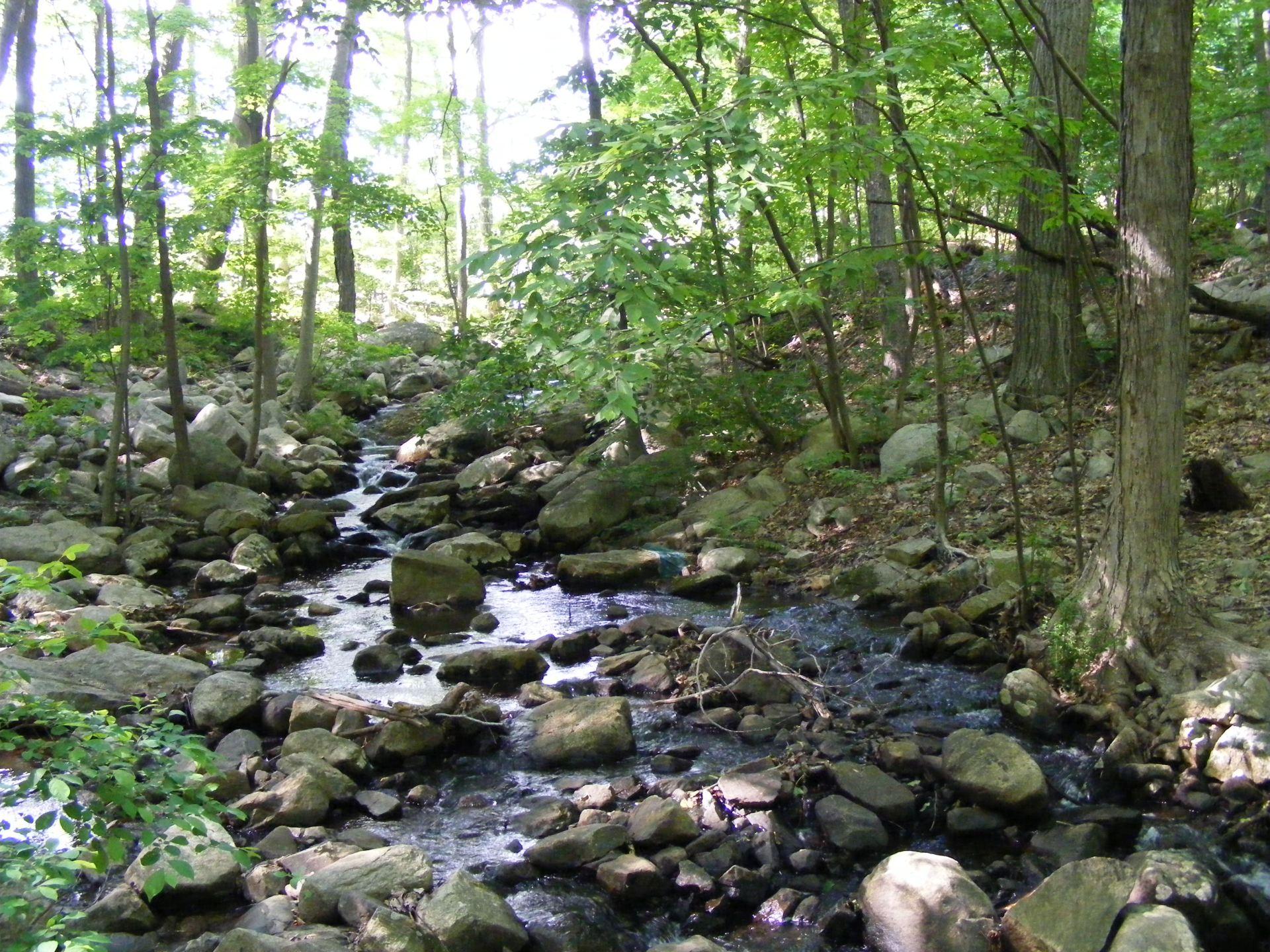 Rocky stream flowing through a sunlit, dense forest with green trees.