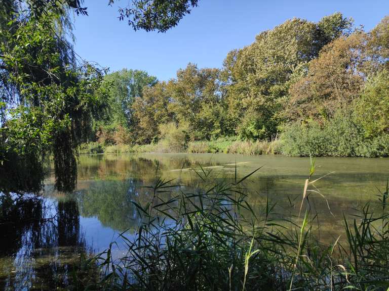 Freilaufende Rinder Karower Teiche Loop from Schönow hike Komoot