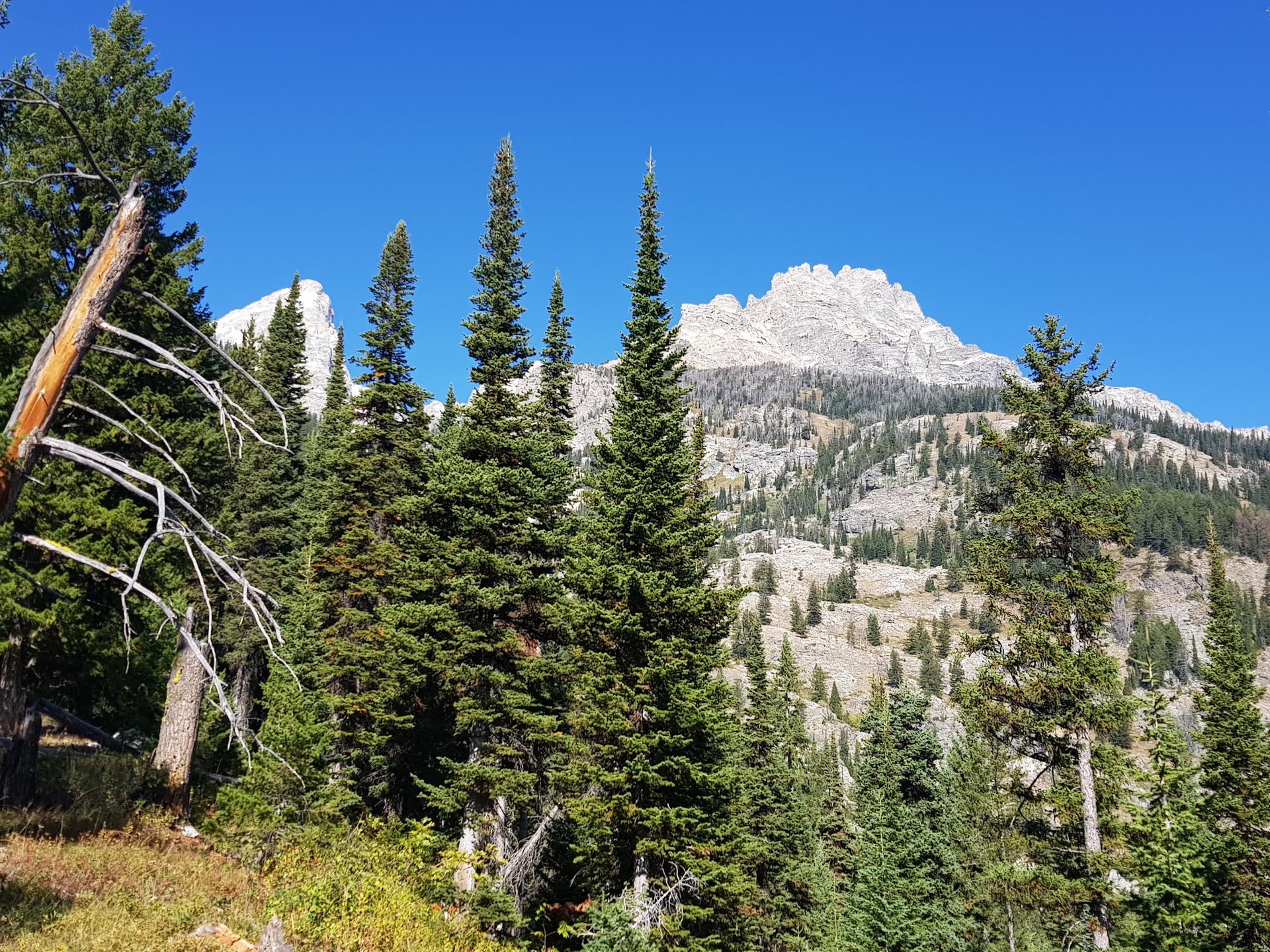 Pine trees frame a rugged, rocky mountain peak under clear blue sky.