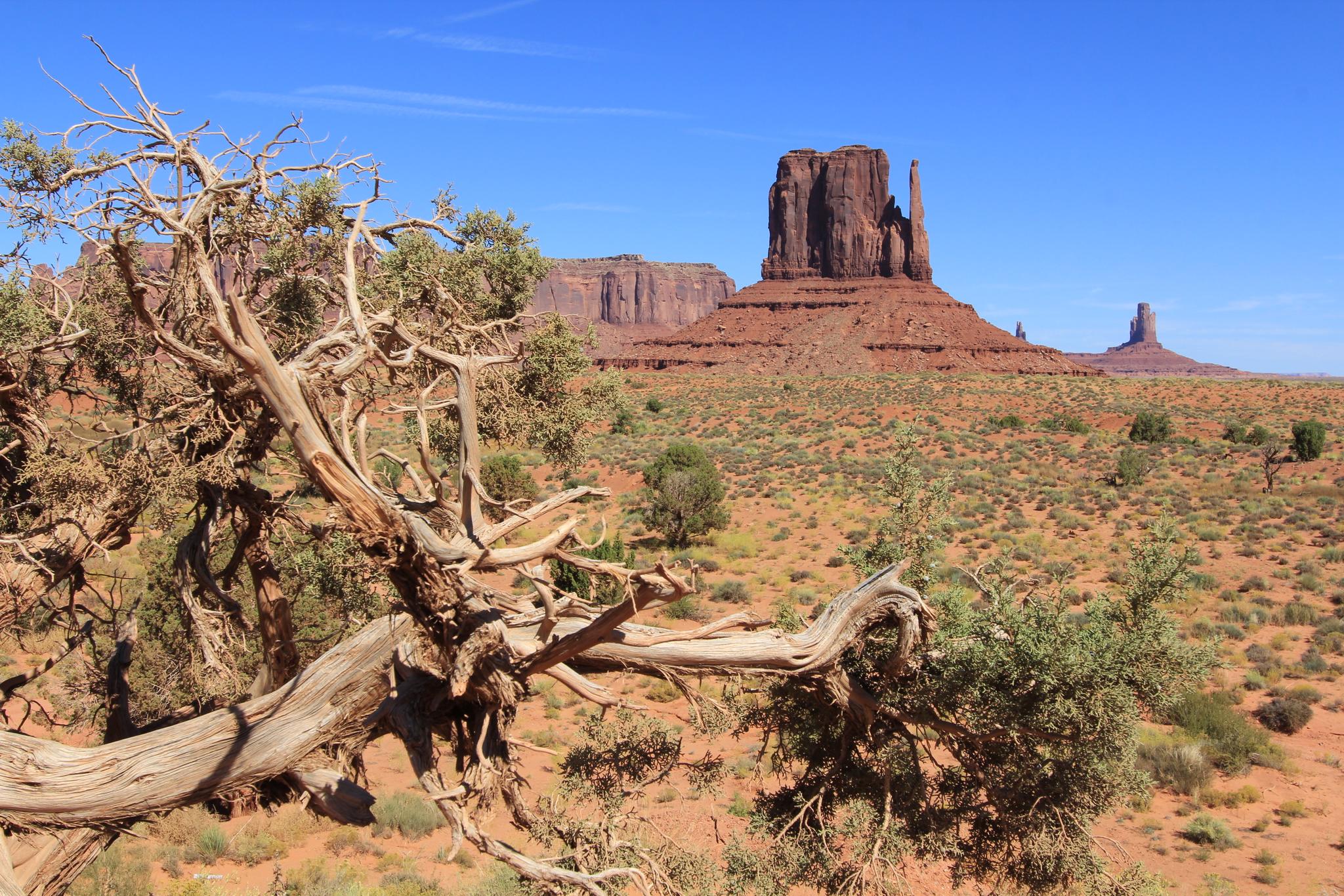 Twisted dead tree branch in foreground with red rock formations under a clear blue sky.