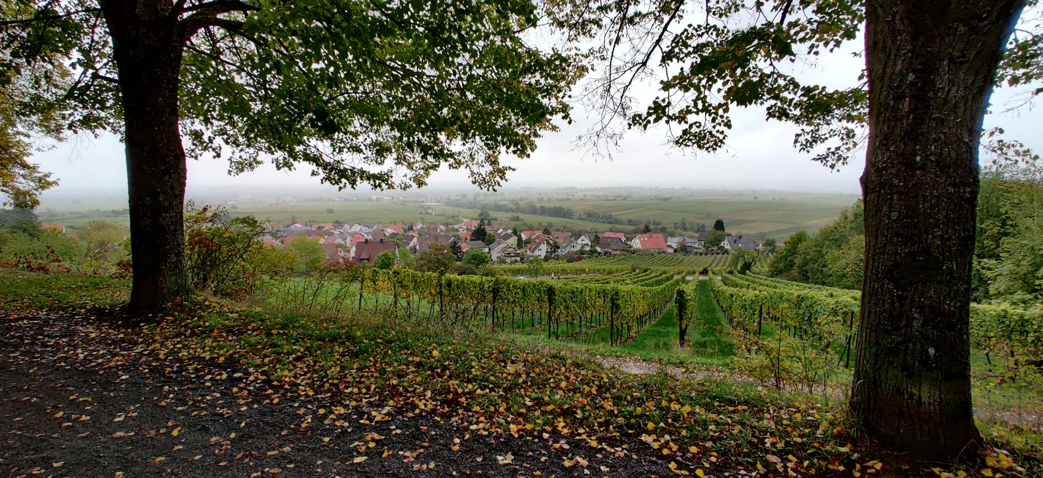 Gleisweiler Waldparkplatz – Guter Ausgangspunkt Für Touren: Wanderungen ...