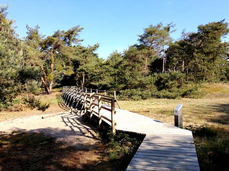 Schwanheimer Düne: Wanderungen und Rundwege | komoot