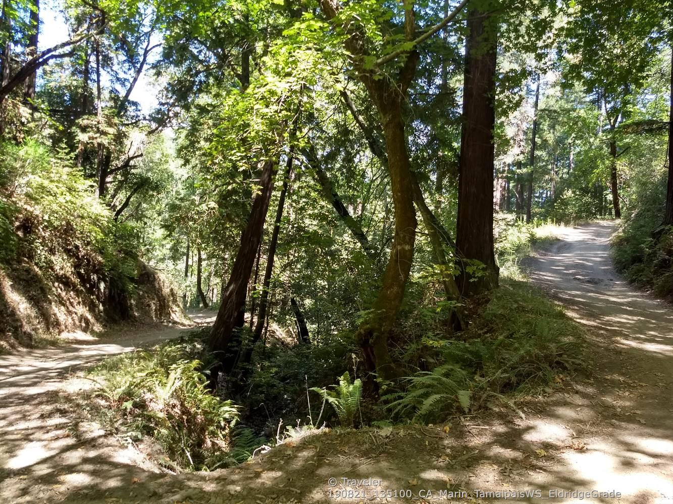 A fork in a sun-dappled dirt trail through a dense, green forest.