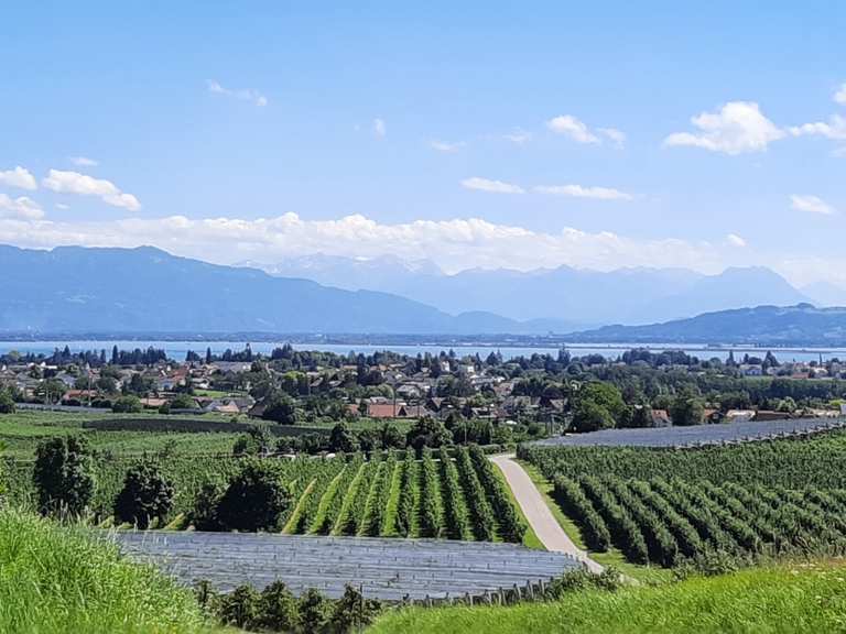 Blick vom Taubenberg auf den Bodensee und die Alpen – Wander ...