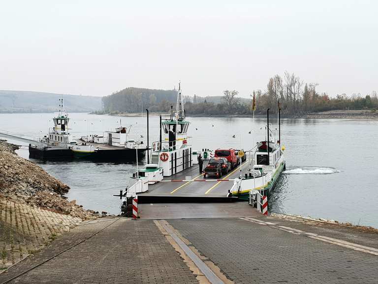 Rheinfähre Nierstein/Kornsand 🚴‍♂️ Rennradfahren und Rennradtouren
