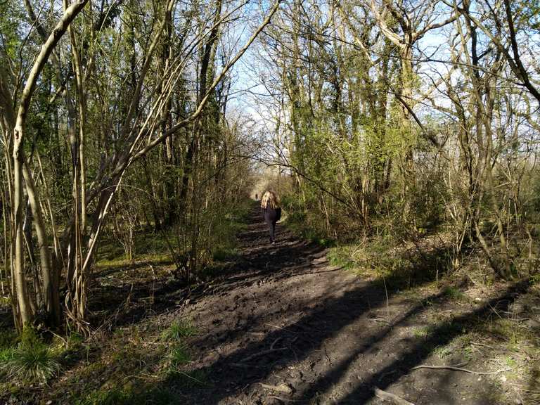 Grafton Woods (Nature Reserve) Wanderungen und Rundwege komoot
