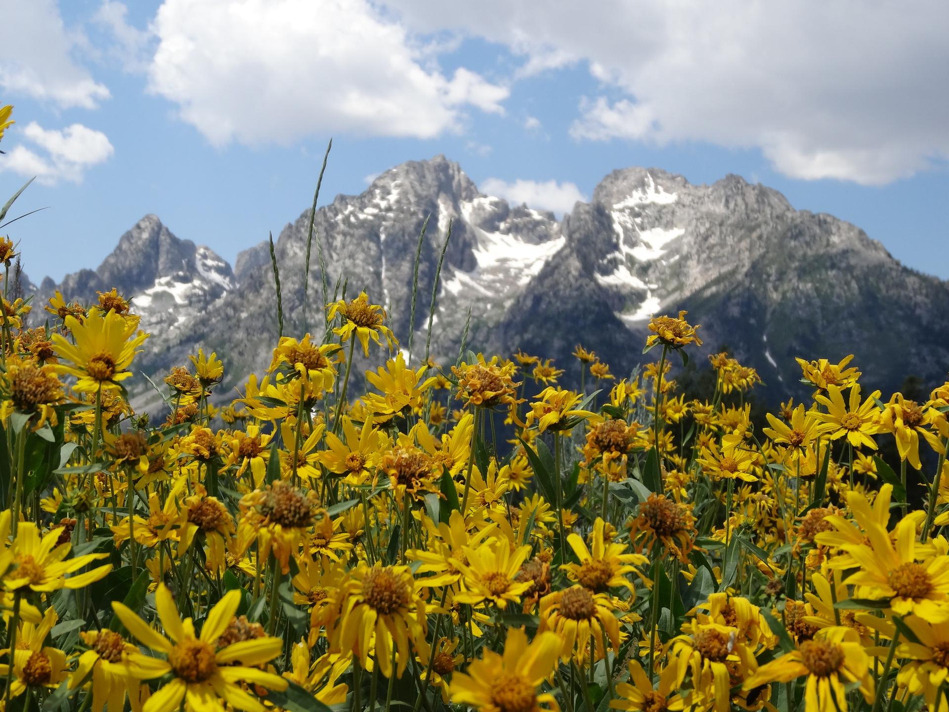 A field of vibrant yellow wildflowers with snow-capped mountains in the background.