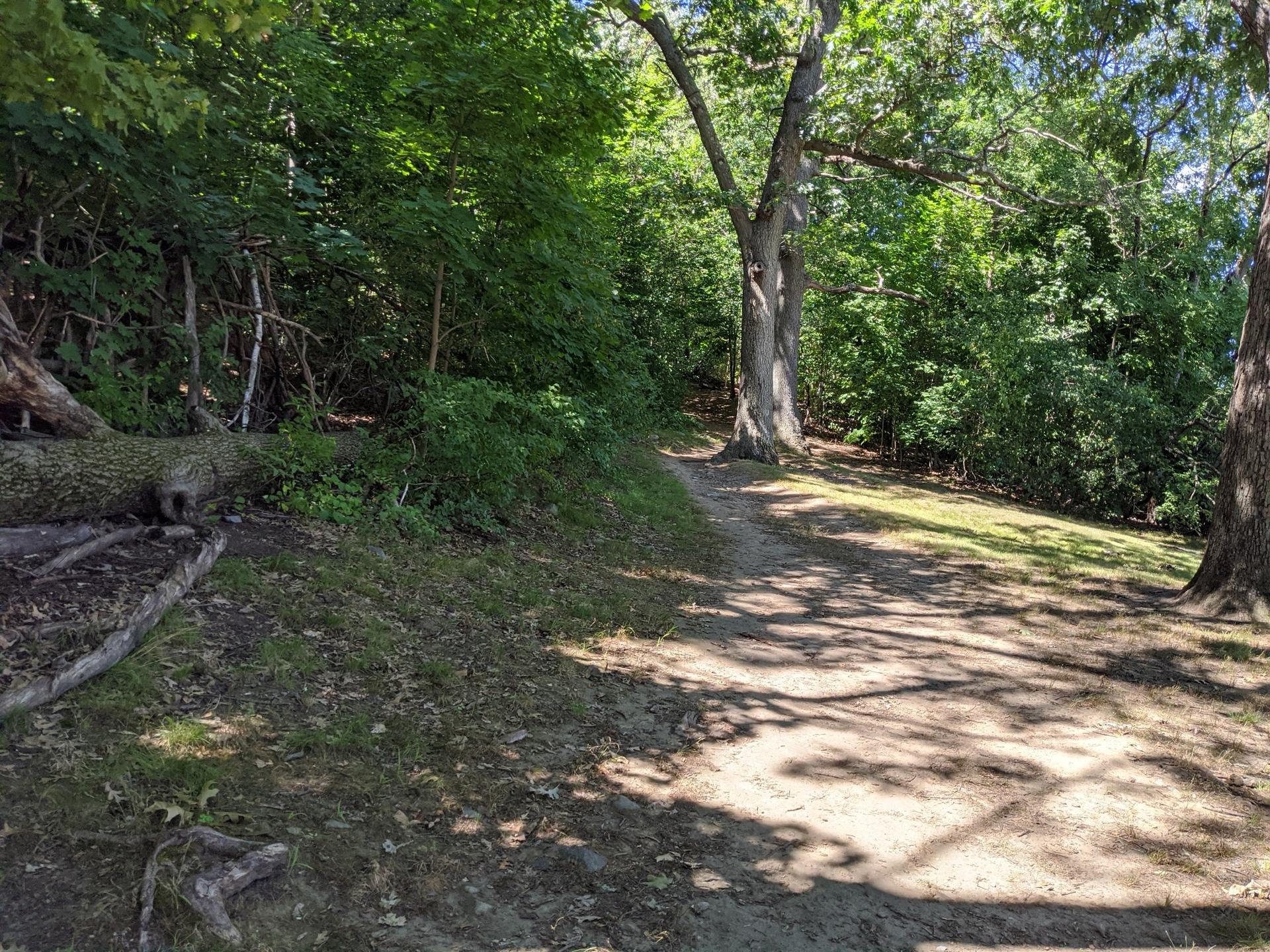 Forest path with dappled sunlight, tall trees, and a fallen log.