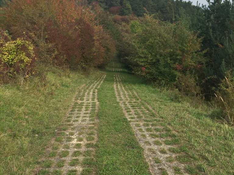 kolonnenweg-entlang-der-ehemaligen-grenze-geisa-wartburgkreis-tips
