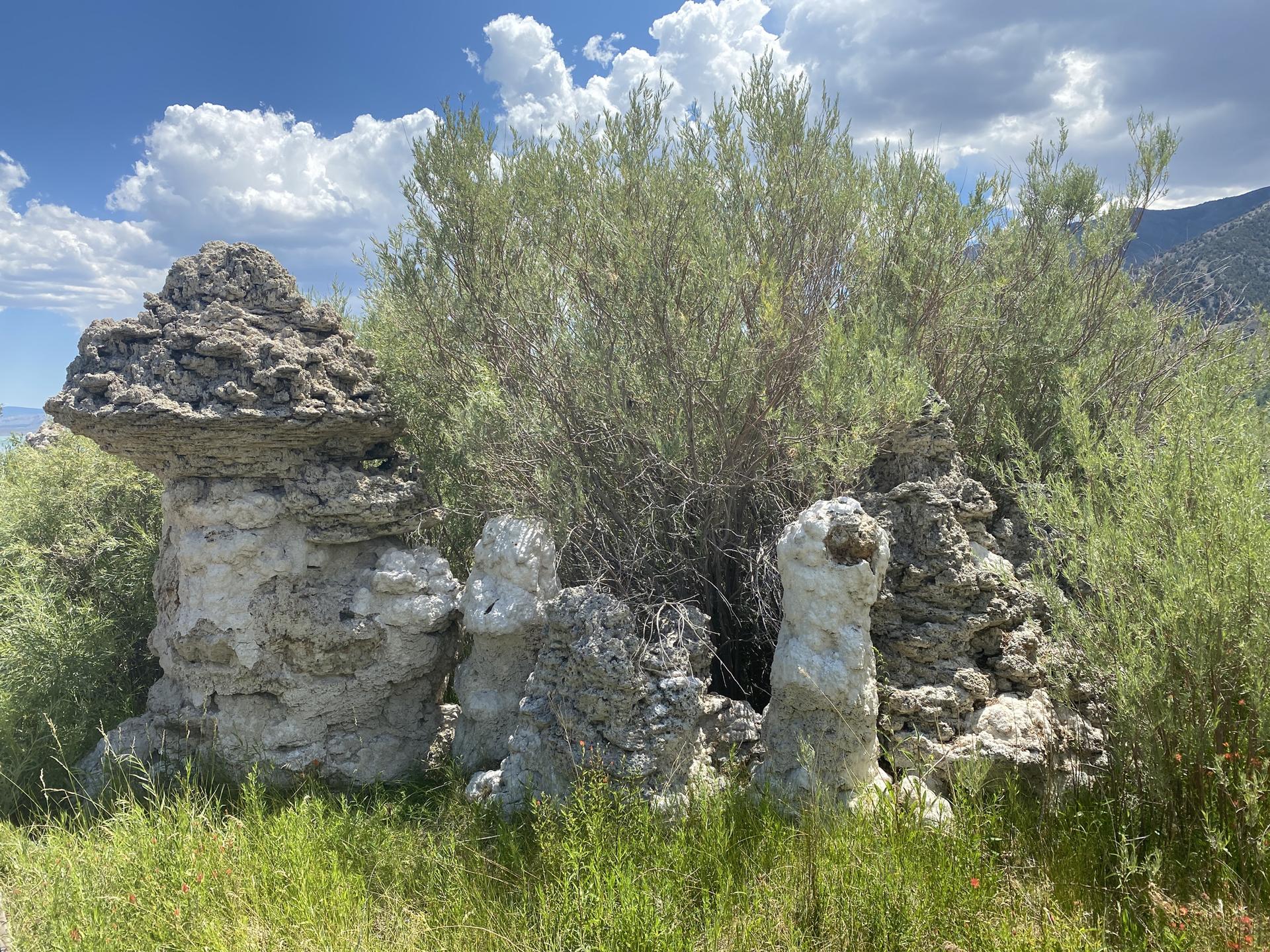 Close-up of unique, textured rock formations surrounded by green and dry bushes.