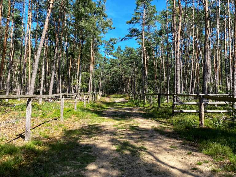 Augustdorfer Dünenfeld Radtouren und Radwege komoot