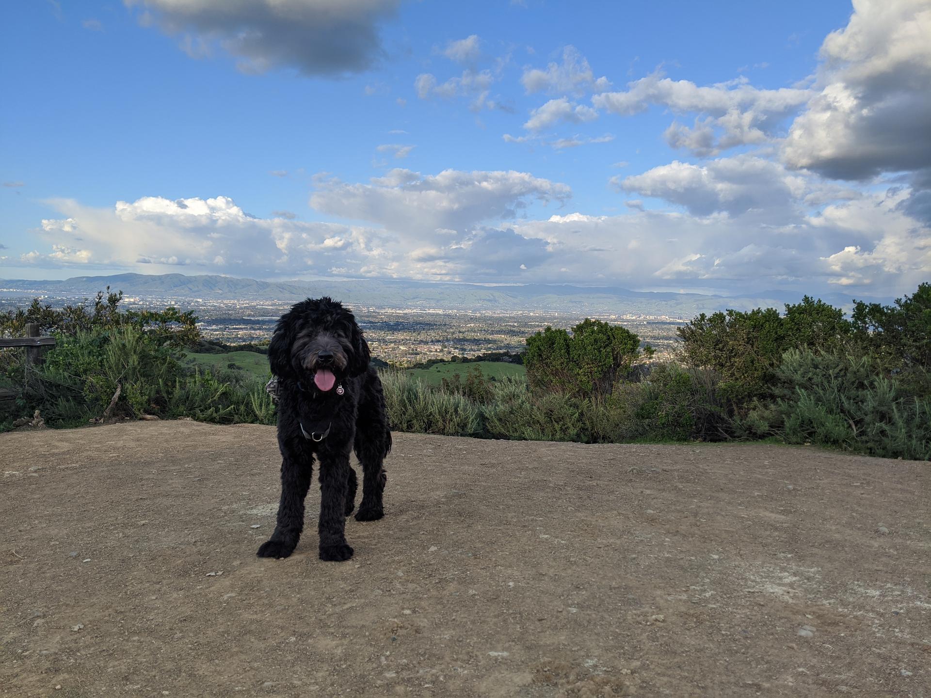 A black dog stands on a dirt path overlooking a distant city.