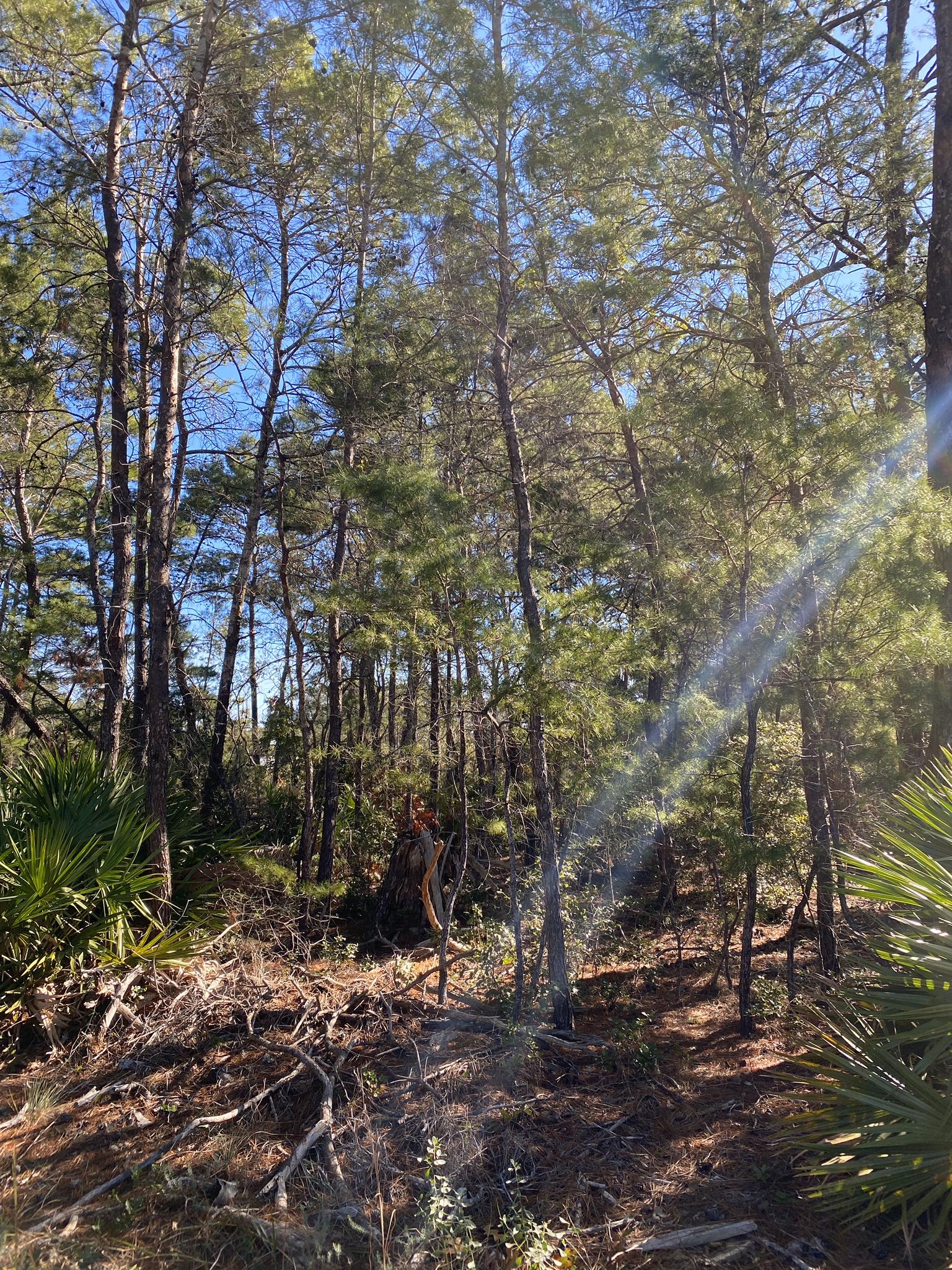 Bright sun rays filter through a dense pine forest with green undergrowth.