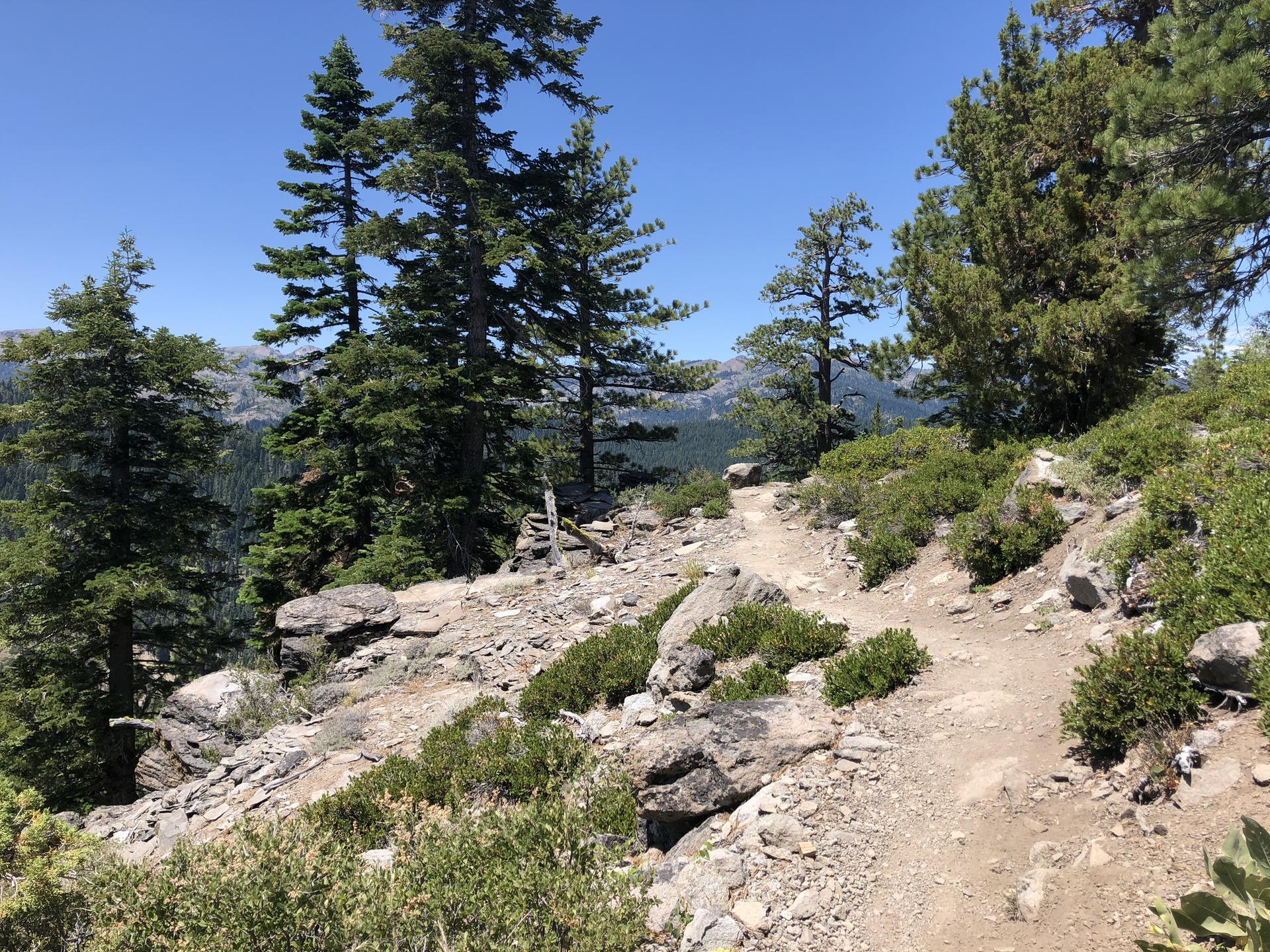 Rocky dirt trail winding uphill through sparse pine trees and bushes.