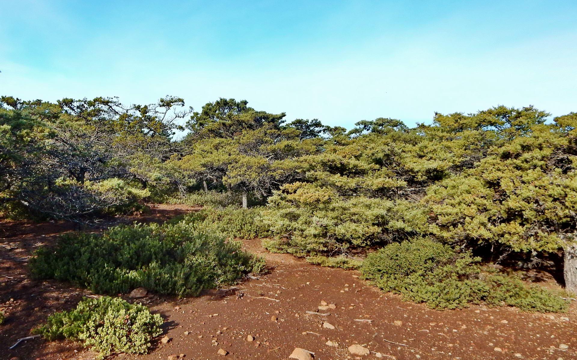 Low-growing trees and green bushes on reddish-brown ground under a clear sky.