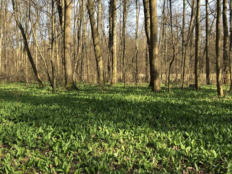 Englischer Garten Neuburg Radtouren und Radwege komoot