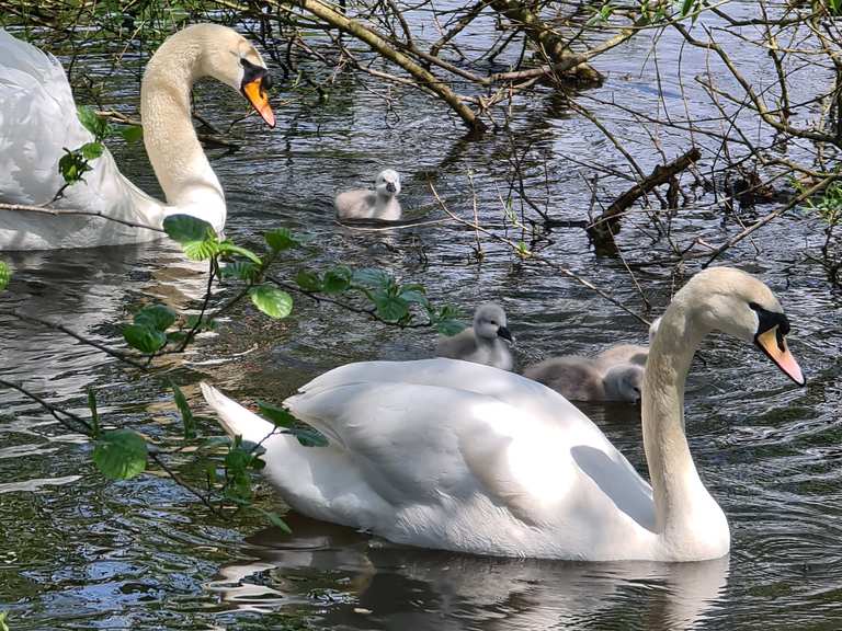 Compstall Nature Reserve Routes for Walking and Hiking | Komoot