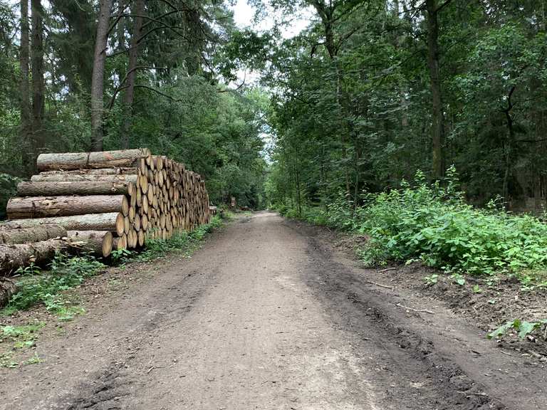Hügelgrab im Tangstedter Forst: Wanderungen und Rundwege | komoot