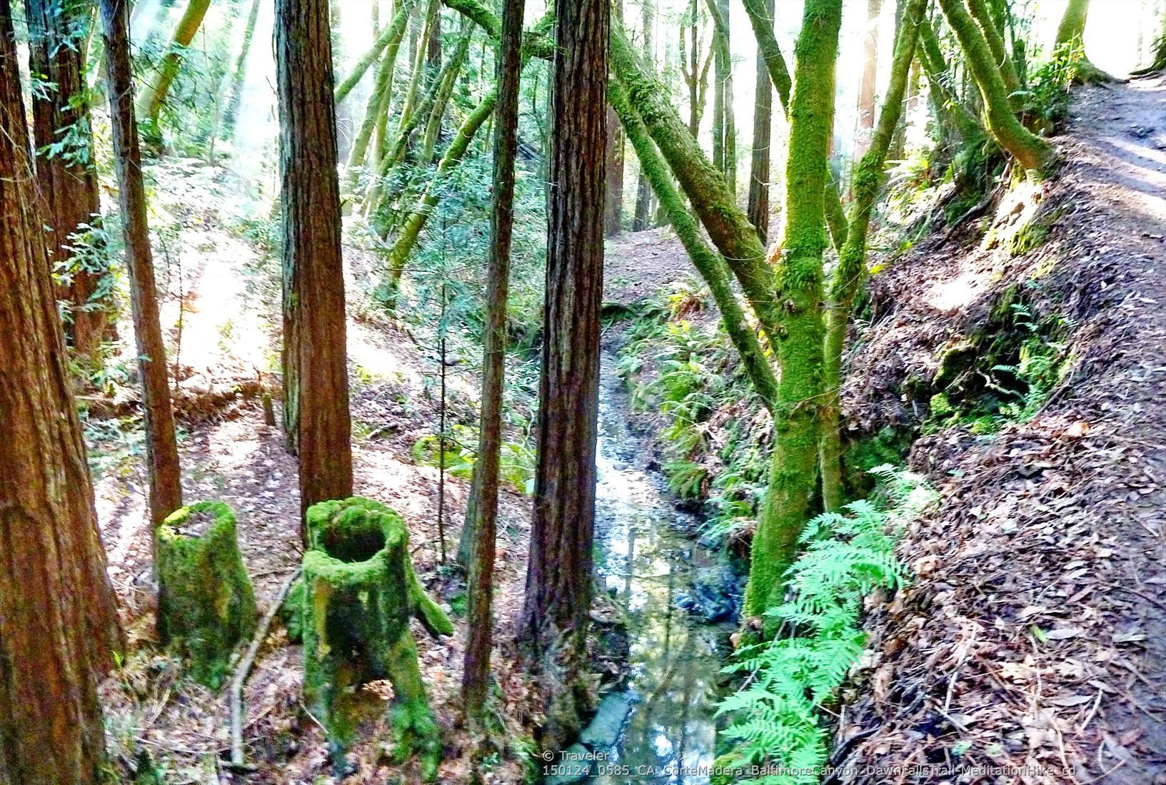 A small stream flows through a lush forest with mossy stumps and ferns.