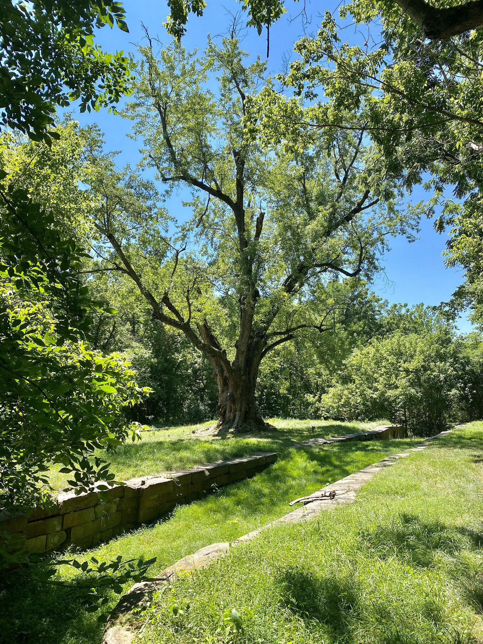 Large tree in grassy clearing, stone wall, bright sunny day.